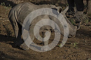 White rhinocerus Young calf at Pilanesberg National Park photo