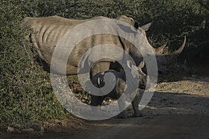 White rhinocerus Young calf at Pilanesberg National Park photo