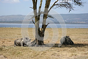 White rhinos photo