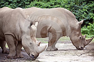 White Rhinos photo