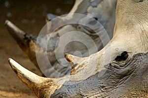 White Rhinos photo