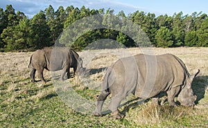 White Rhinos