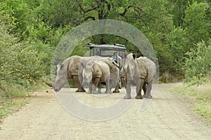 White Rhinos blocked the way to the car in Africa.