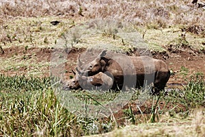 White rhinos covered in mud near a mud pool in the Lewa Conservancy in Kenya on a sunny day