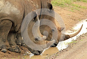 White Rhinos Drinking
