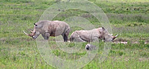 White rhinos in kenya game park photo