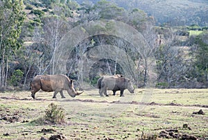 White rhinos in a game reserve