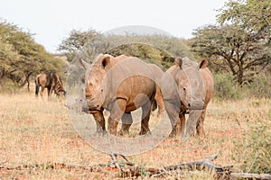 White Rhinos Grazing