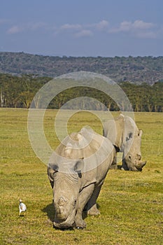 White rhinos grazing in nakuru