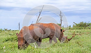 White rhinos grazing in the outdoors