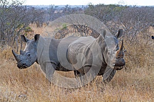 White Rhinos Grazing photo