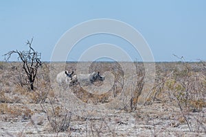 White Rhinos Grazing on the plains of Etosha National Park