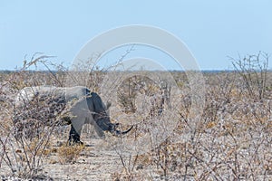 White Rhinos Grazing on the plains of Etosha National Park