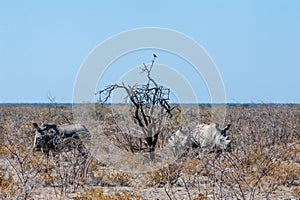 White Rhinos Grazing on the plains of Etosha National Park