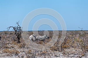 White Rhinos Grazing on the plains of Etosha National Park