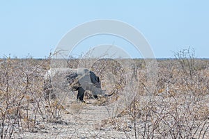 White Rhinos Grazing on the plains of Etosha National Park