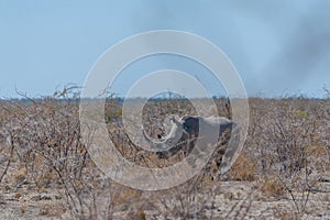 White Rhinos Grazing on the plains of Etosha National Park