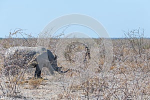 White Rhinos Grazing on the plains of Etosha National Park