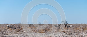 White Rhinos Grazing on the plains of Etosha National Park