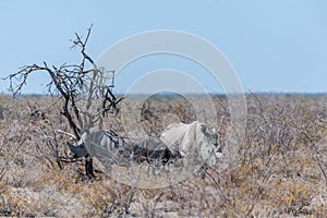 White Rhinos Grazing on the plains of Etosha National Park