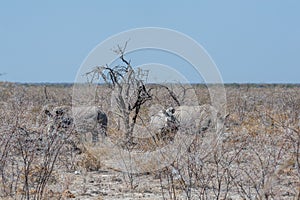 White Rhinos Grazing on the plains of Etosha National Park