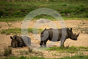 White rhinos in Kruger National Park in South Africa