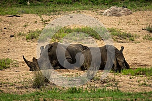 White rhinos in Kruger National Park in South Africa.