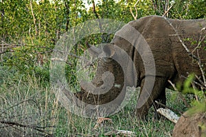 White rhinos in Kruger National Park in South Africa.