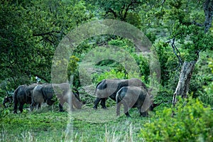 White rhinos in Kruger National Park in South Africa.