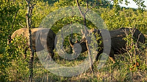 White rhinos in Kruger National Park in South Africa.