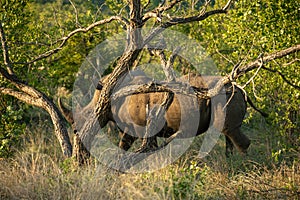 White rhinos in Kruger National Park in South Africa.