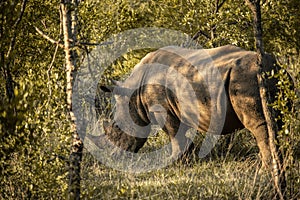 White rhinos in Kruger National Park in South Africa.