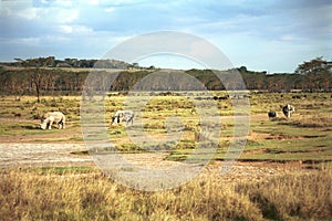 White rhinos, Lake Nakuru National Park, Kenya