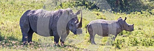 White Rhinos of Nakuru.