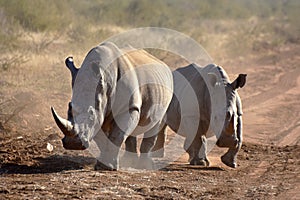 White rhinos photo