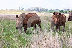 White Rhinos at Rietvlei NR