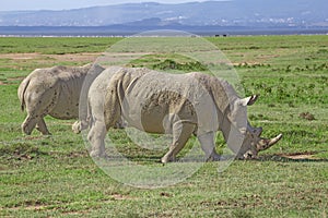 White rhinos in savannah