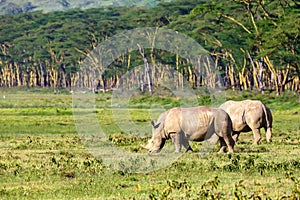 White rhinos in savannah