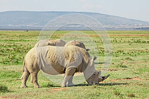 White rhinos in savannah