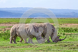 White rhinos in savannah