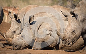 White rhinos sleepy and resting in the midday sun