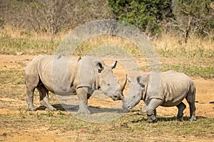 White rhinos standing together while two oxpecker birds ride on the back of one of them