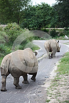 White Rhinos Walking Away