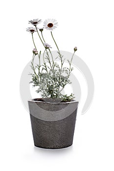 White Rhodanthemum or Moroccan daisy on white Background