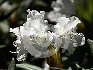 White rhododendron