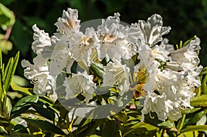 White Rhododendron  babites baltais