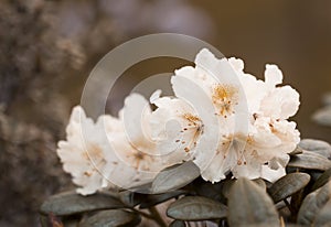 White Rhododendron in beautiful light