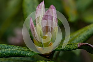 White Rhododendron Buds