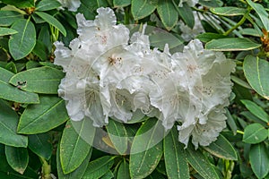 White Rhododendron Clusters 2