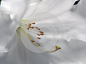 White Rhododendron Flower